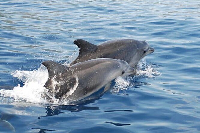 Chincoteague Dolphin Watching Boat Tour - What to Expect from the Itinerary