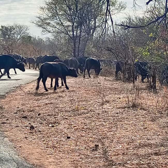 Chobe day trip from Victoria Falls- 06:30am to 18:30 hours - The Practicalities: Cost, Logistics, and Tips
