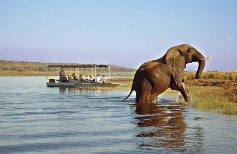 Chobe Full Day Safari and Boma Dinner from Victoria Falls - The Value of the Tour: What You Get for $290