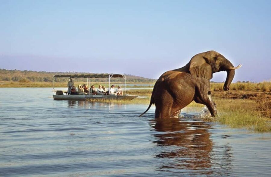 Chobe Full Day Safari and Boma Dinner from Victoria Falls