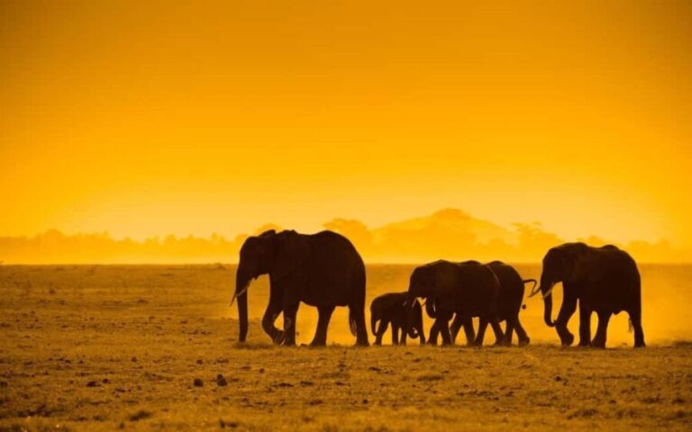Chobe Full Day Safari from Livingstone - The Value of This Safari Experience