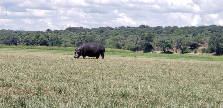 Chobe Full Day Tour - Botswana - Key Points