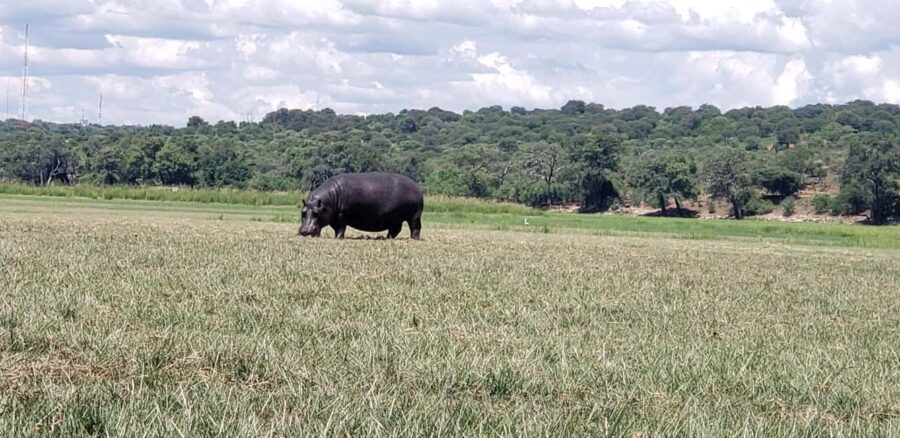 Chobe Full Day Tour - Botswana - Key Points