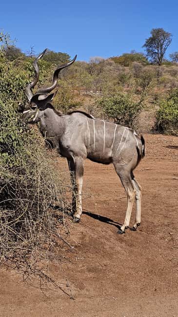 Chobe Full Day Trip In Chobe National Park (Botswana) - An In-Depth Look at the Tour Itinerary