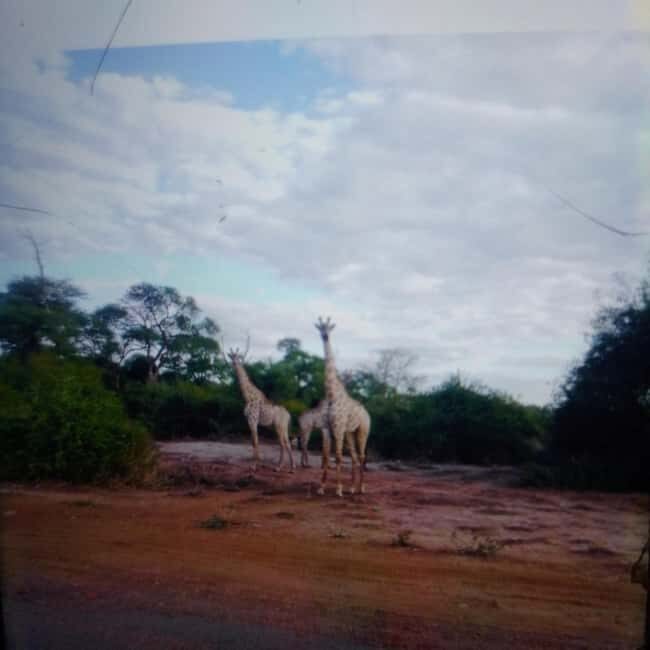 Chobe Half Day Trip from Victoria Falls - Who Will Love This Tour?