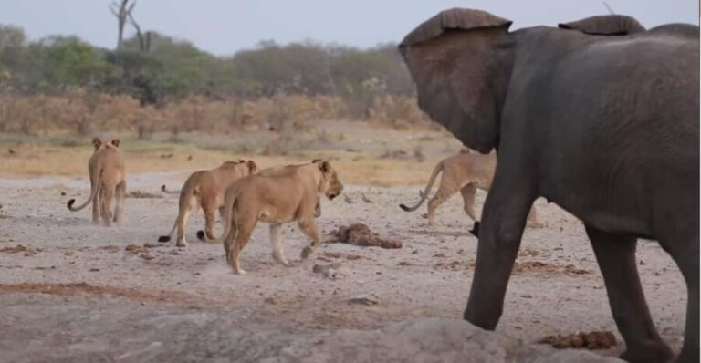 Chobe National Park Day Trip - Practical Details: What You Need to Know