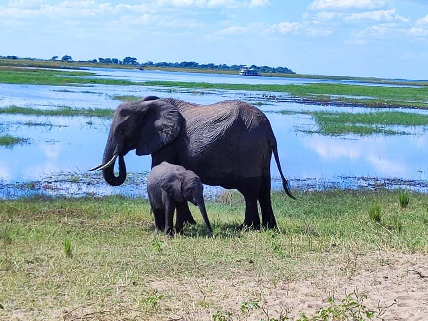 Chobe National Park Full-Day Experience Inc Airport PickUp