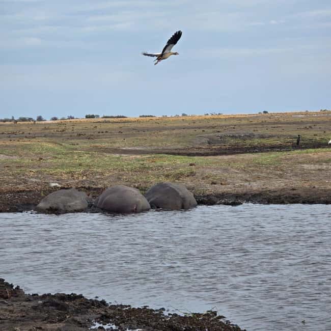 Chobe River Sunset Cruise - Details That Matter: From Price to Practicalities