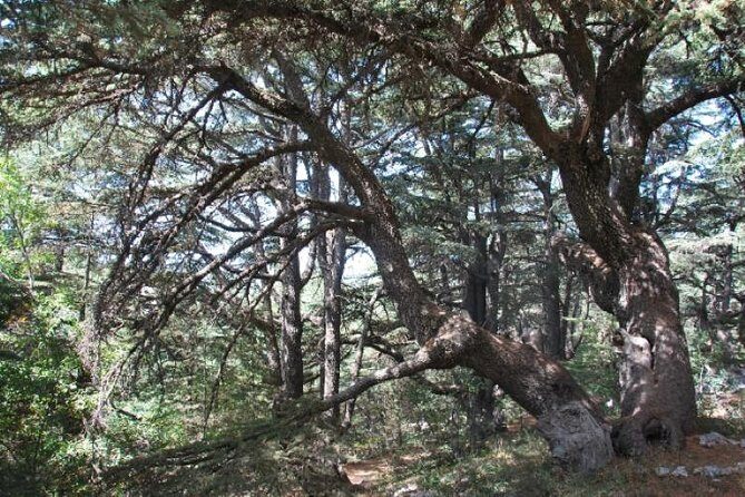 Chouf Charm: Private Journey Through Lebanon's Historic Heartland - Who Should Consider This Tour?