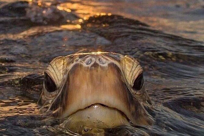 Circle Island tours - swim with turtles,Private & Small Group Tours - Transportation and Group Dynamics
