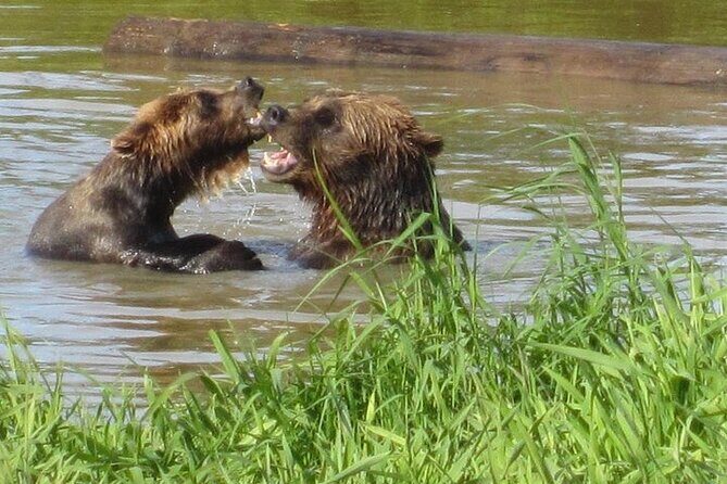 City and Wildlife Conservation Center Tour in Anchorage, Alaska - A Complete Breakdown of the Tour Experience
