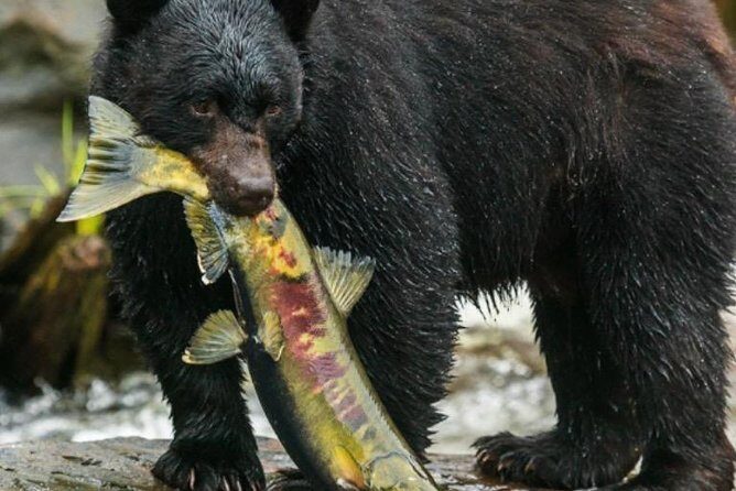 City Highlights Totem Parks and Sightseeing - Explore Ketchikan’s Iconic Totem Parks