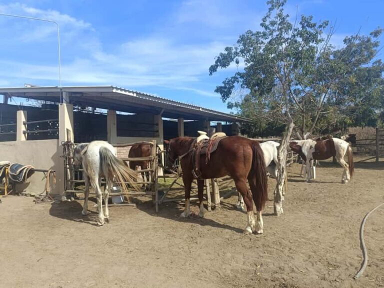 City Tour & Beach Club All Inclusive HorseBack Ride Sports - Practical Details and What to Expect