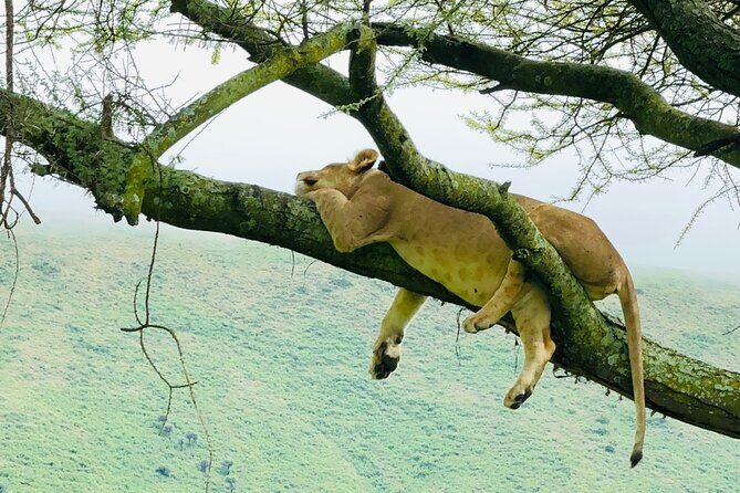 Classic 4-Day Tanzania Safari: Tarangire, Serengeti & Ngorongoro - Who Should Consider This Safari?