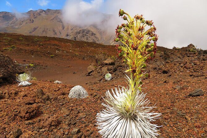 Classic Haleakala Sunrise Tour - Who Is This Tour Best For?