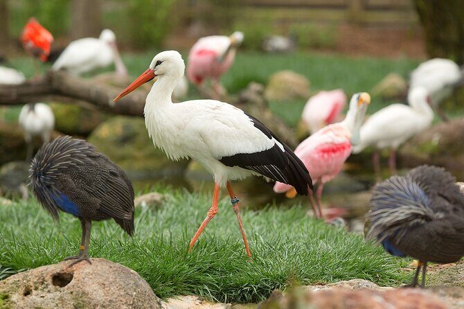 Classic Safari Adventure at Safari West - The Price & Value