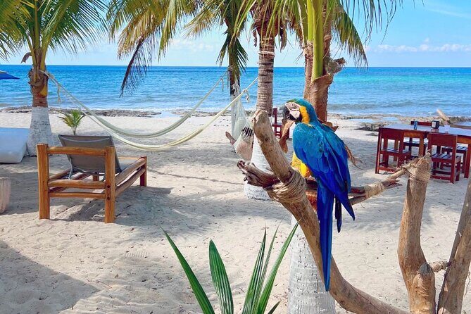 Clear Boat and Island Tour by Buggy with Mayan Experience - Why Travelers Love This Tour
