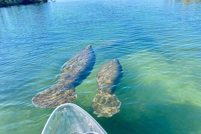 Clear Kayak Tour of Crystal River - The Value and Practical Details