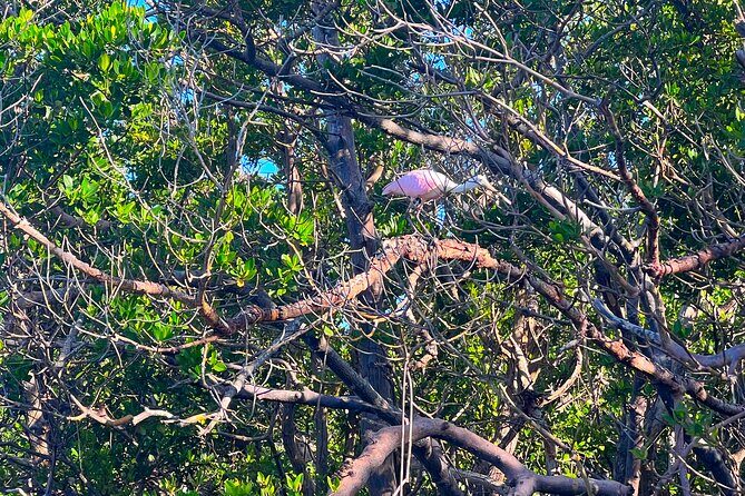 Clear/Standard Kayak Self Guided Island EcoTour Bonita Springs! - Who Will Love This Tour?