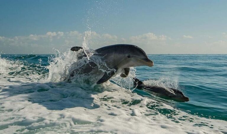 Clearwater Beach: Dolphin Excursion - Flippers Fun Boat - Summary: Why Choose the Clearwater Beach Dolphin Excursion?