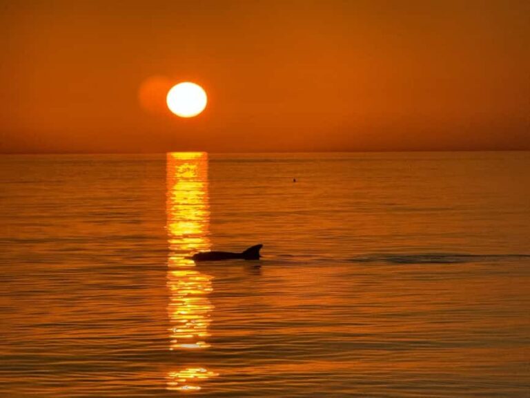 Clearwater Beach: Dolphin-Watching Sunset Cruise - What to Expect During the Tour