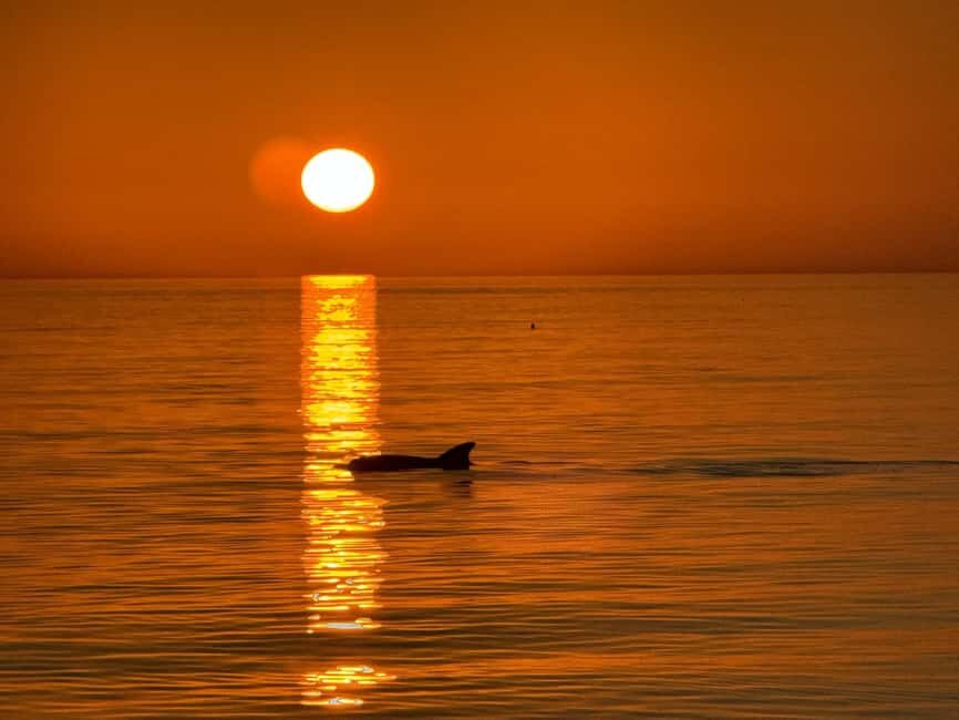 Clearwater Beach: Dolphin-Watching Sunset Cruise - What to Expect During the Tour