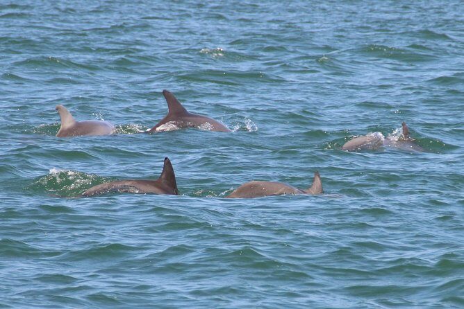 Clearwater Encounters with Dolphins Tour - The Sum Up