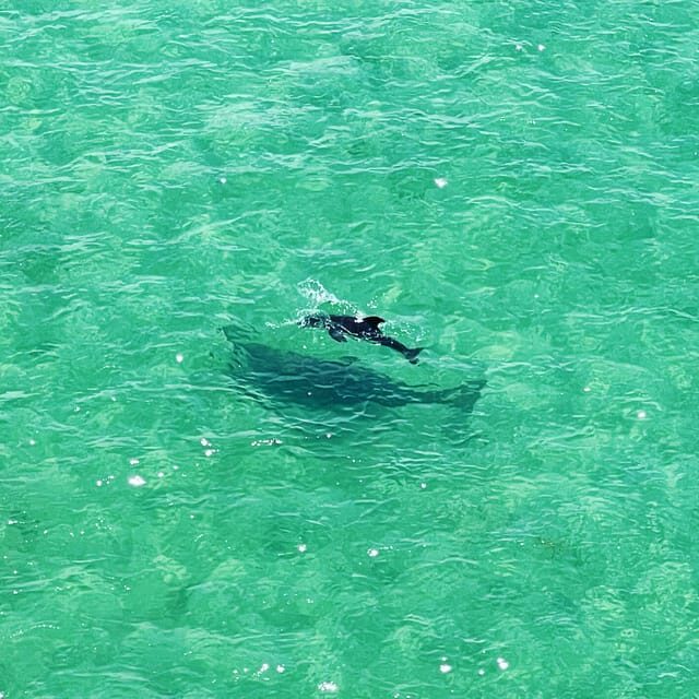 Clearwater: Guided Clear Kayaking Tour - What to Know Before You Go