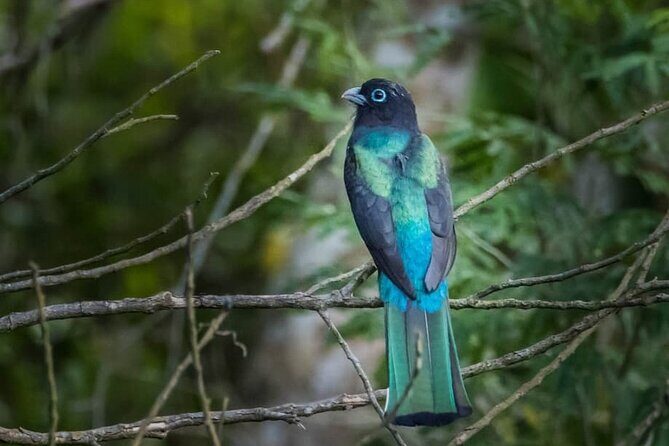 Coba and Punta Laguna Guided Birdwatching Private Tour - The Practicalities and Value