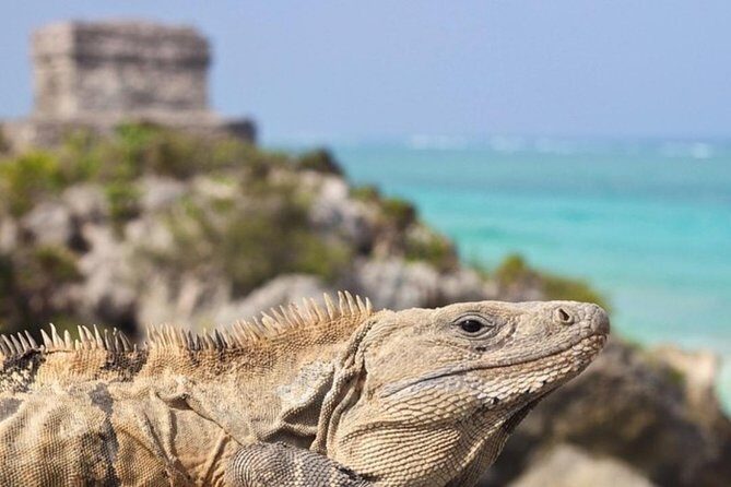 Coba, Tulum & Cenote swim - Who Is This Tour Best For?