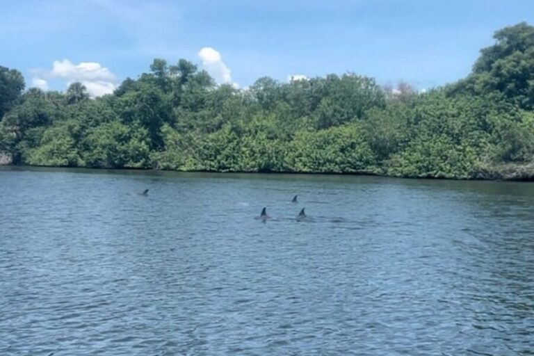 Cocoa Beach: Dolphin and Manatee Kayak or Paddle Tour - Who Will Appreciate This Tour?