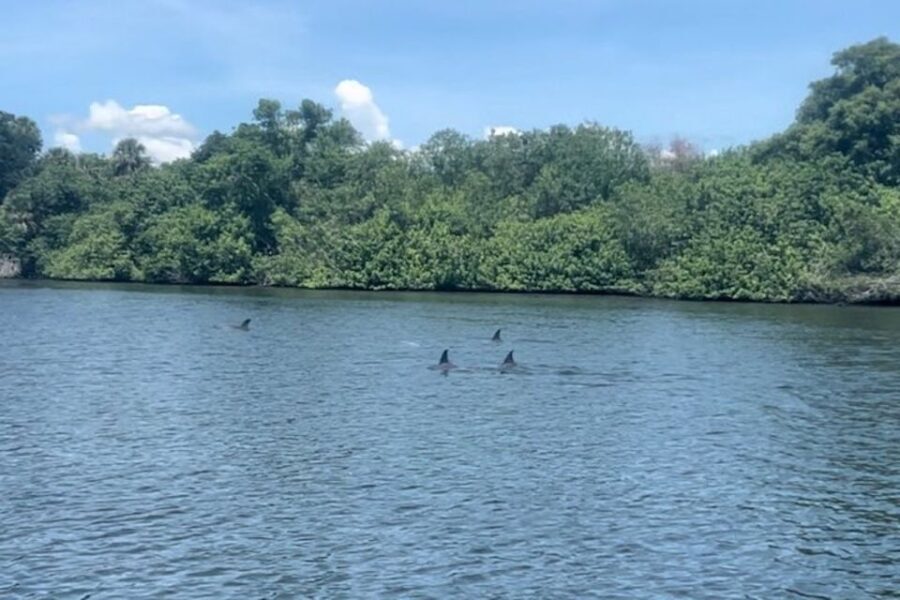 Cocoa Beach: Dolphin and Manatee Kayak or Paddle Tour - Who Will Appreciate This Tour?