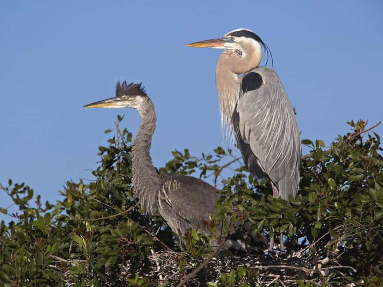 Cocoa Beach Dolphin and Wildlife Tour - Who Will Love This Tour?