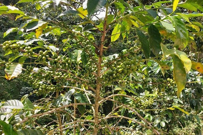 Coffee Plantation Experience - Final Thoughts: Is It Worth It?