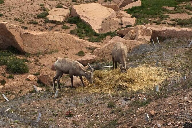 Colorado Springs Pikes Peak Luxury Jeep Tours - The Experience: What You’ll Actually Do