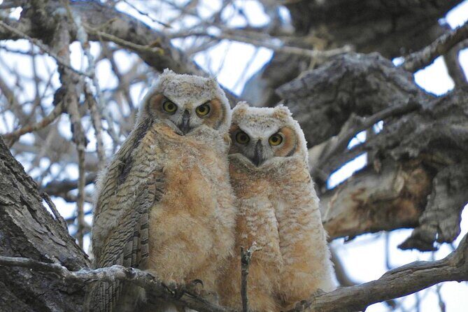 Colorado's Birds of Prey Full-Day with Lunch - Who Will Appreciate This Tour?