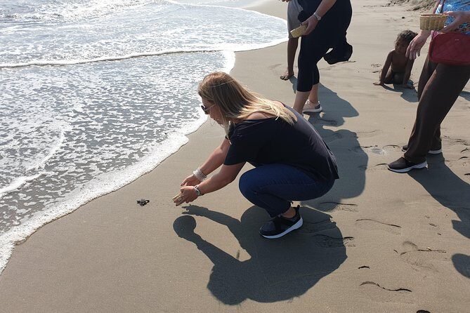 Combo 6 Hr Tour All City Highlights Divers Baby Turtle Release - Why This Tour Offers Real Value