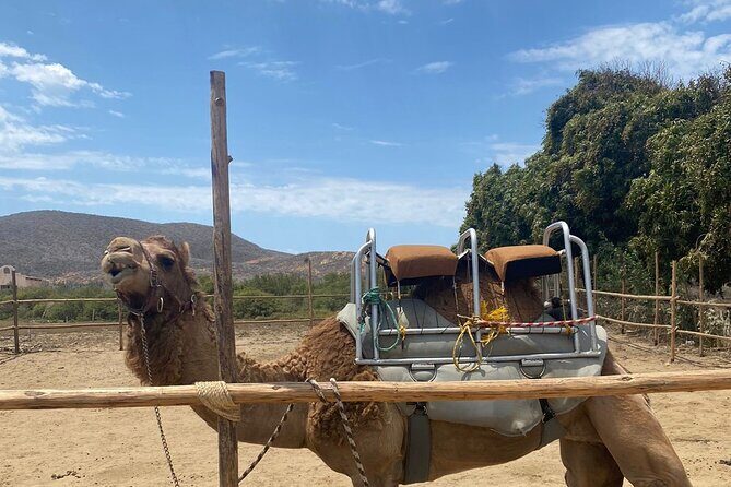 Combo Camelback Safari and ATV Ride Combo Tour Adventure - Who Will Enjoy This Tour?