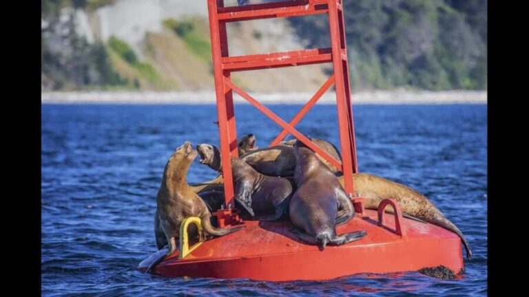 Comox: 4 Hour Whale and Wildlife Watching Tour - Who Is This Tour Best For?