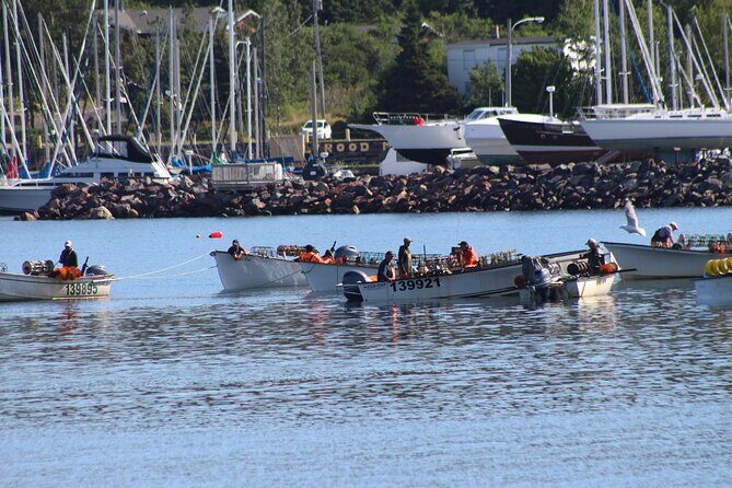 Conception Bay Tour Experience - What Makes This Tour Stand Out?