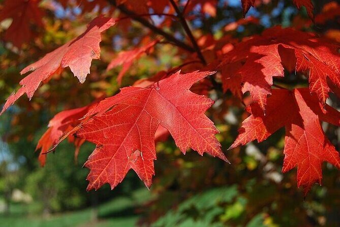 Connecticut Maple Foliage 1 Day Tour From New York - Final Thoughts: Who Will Love This Tour?