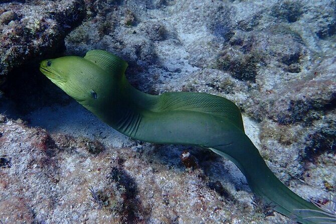 Coral Reef Half Day Snorkel Trip - The Practicalities of Booking and Preparing