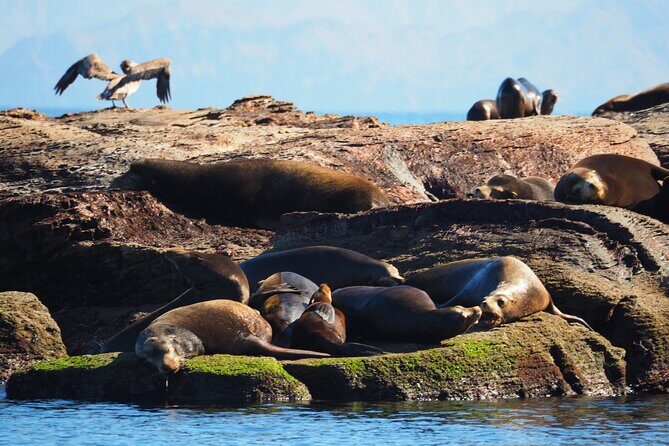 Coronado Island Visit and Sea Lions Swimming - What Makes This Tour Special?