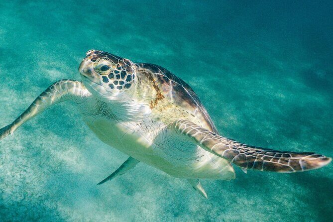 Costa Maya Snorkel Tour - The Practical Side: Logistics, Cost, and Restrictions