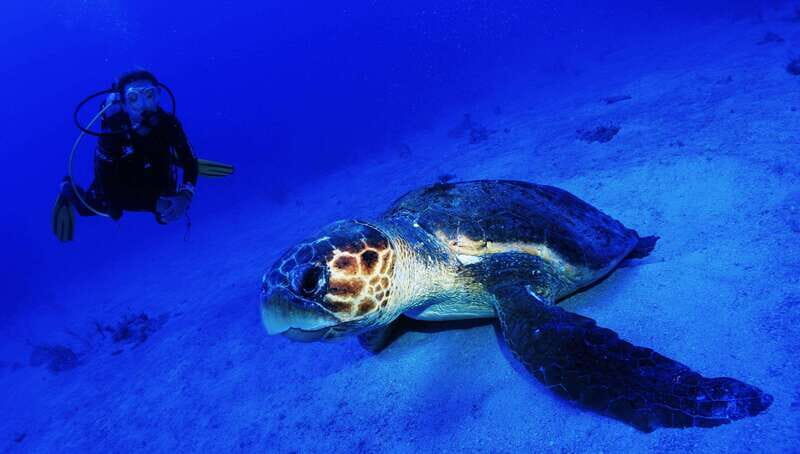 Costa Maya: Two Tank Fun Dive for Certified Divers