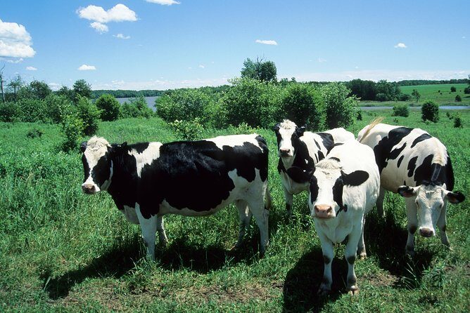 Cow Heaven: A Self-Guided Driving Tour from Point Reyes Seashore to Tomales - What Travelers Can Expect