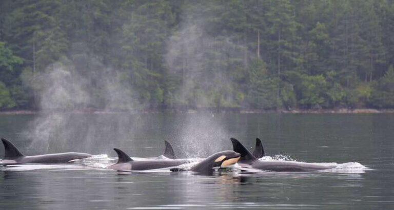 Cowichan Bay: Half-Day Whale & Wildlife Adventure - What Reviewers Say