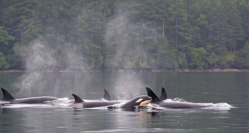 Cowichan Bay: Half-Day Whale & Wildlife Adventure - What Reviewers Say