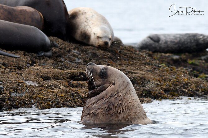 Cowichan Bay Half Day Whale & Wildlife Adventure - Final Thoughts: Is This Tour Right for You?