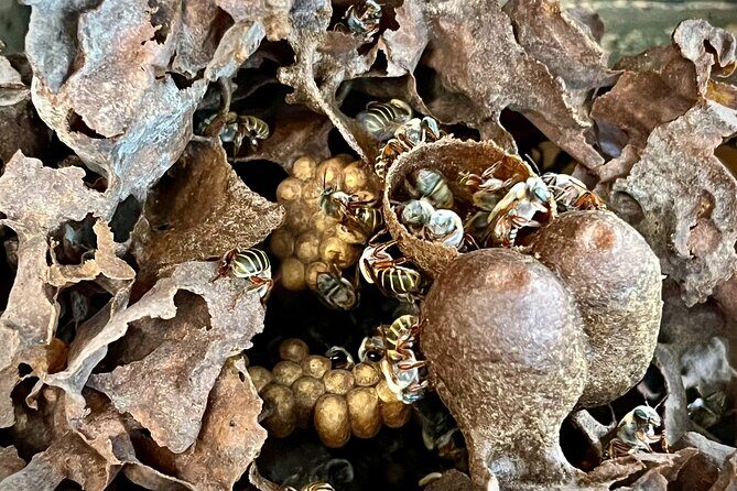 Cozumel: Bee Farm + Honey & Chocolate Tasting + Sightseeing - FAQs